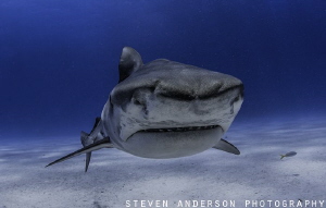 
Always worth a second look! Small Tiger Shark checking ... by Steven Anderson 